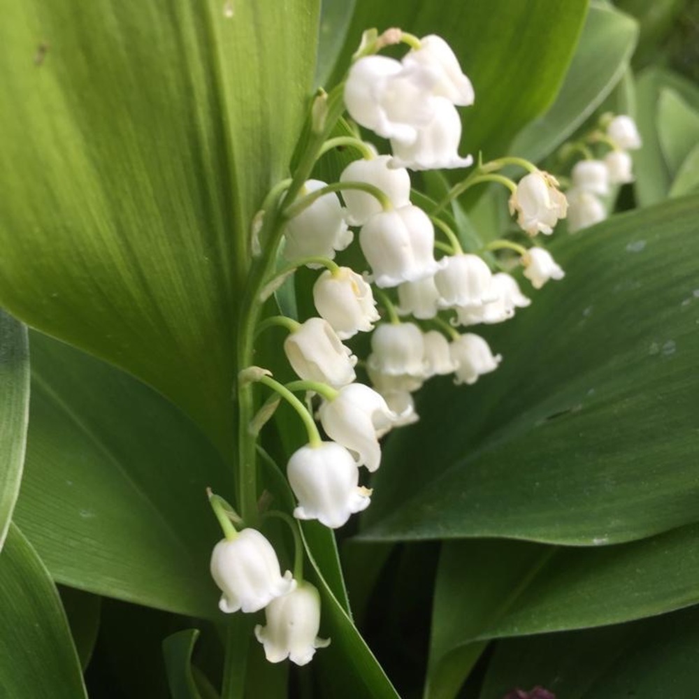 Meet your Posher, Adriana